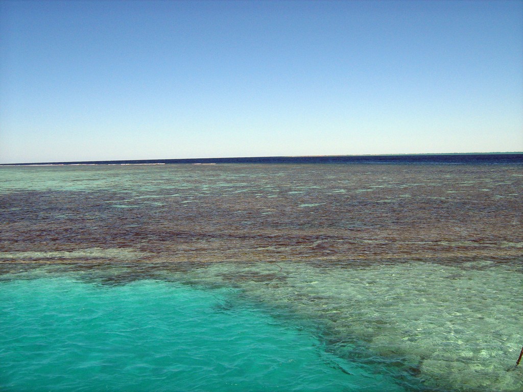 Coral Reef